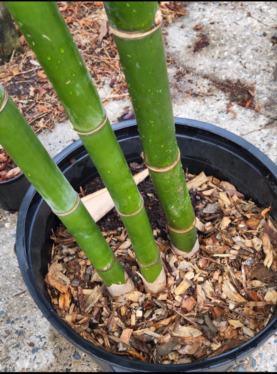 Seabreeze Mid-Size Timber Valued XL Rhizome Division