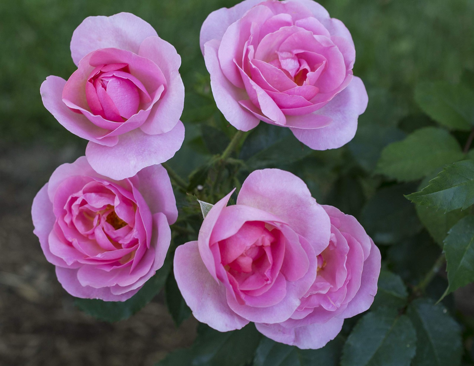 Green Promise Farms Korospchk Rosa Peachy Knock 3-Size Container Peach Flowers
