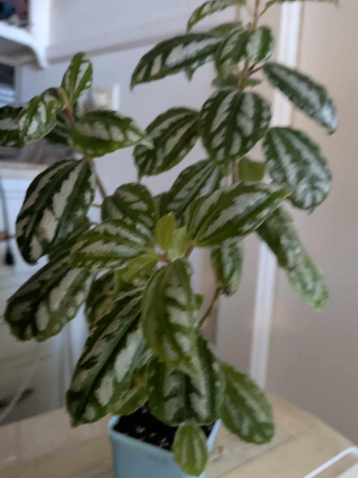 Aluminum Plant (3) live plant 12′ Tall