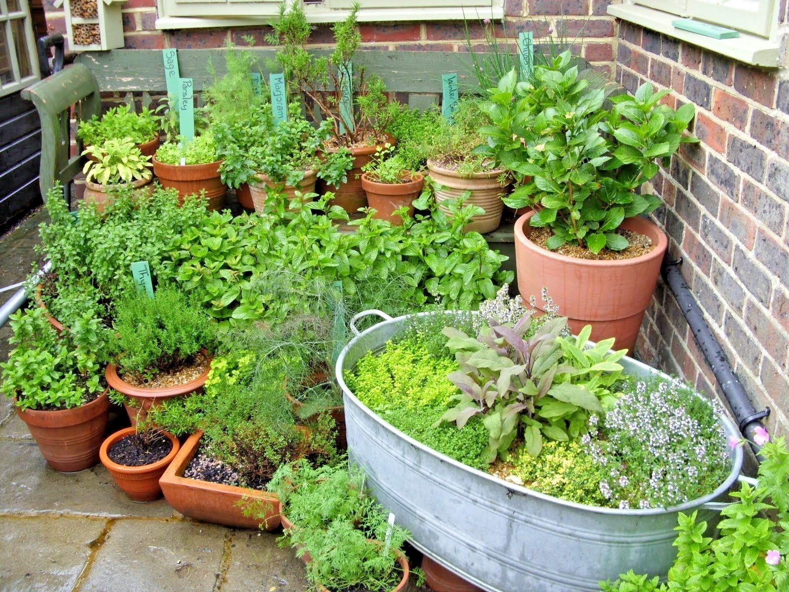 300+ITALIAN Flat Leaf PARSLEY Seeds Organic Herb Garden Containers Culinary Easy