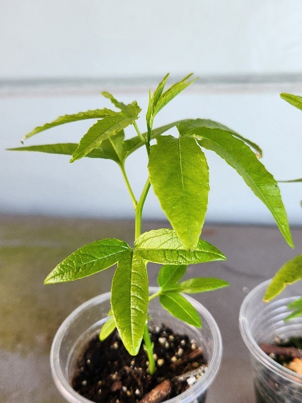 Rare Healthy 2 Bannana Passion Fruit Plants Vines Fast Growing Fruit Within Year