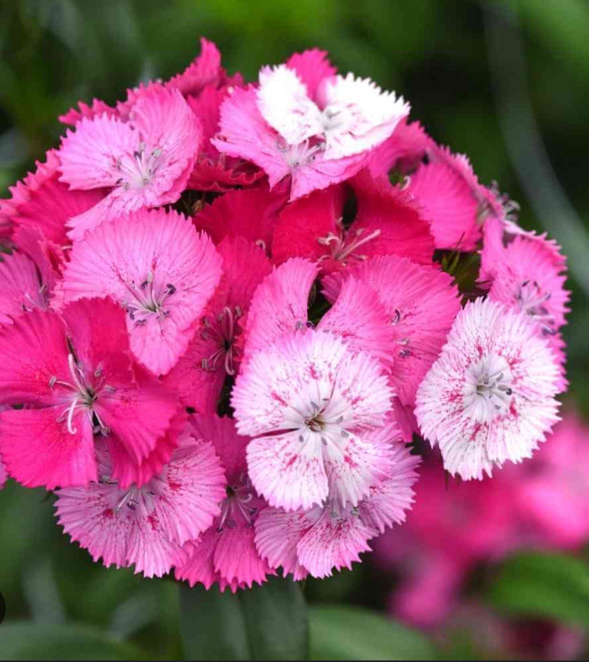100+ SWEET WILLIAM SEEDS – DIANTHUS – PERENNIAL – Mixed Colors – Fragrant