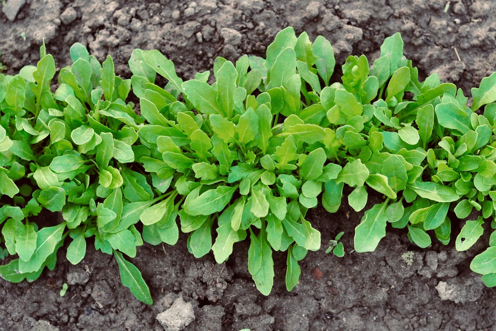 2000 ROQUETTE ARUGULA Rocket / Rucola / Rugula Eruca Vegetable Herb Seeds