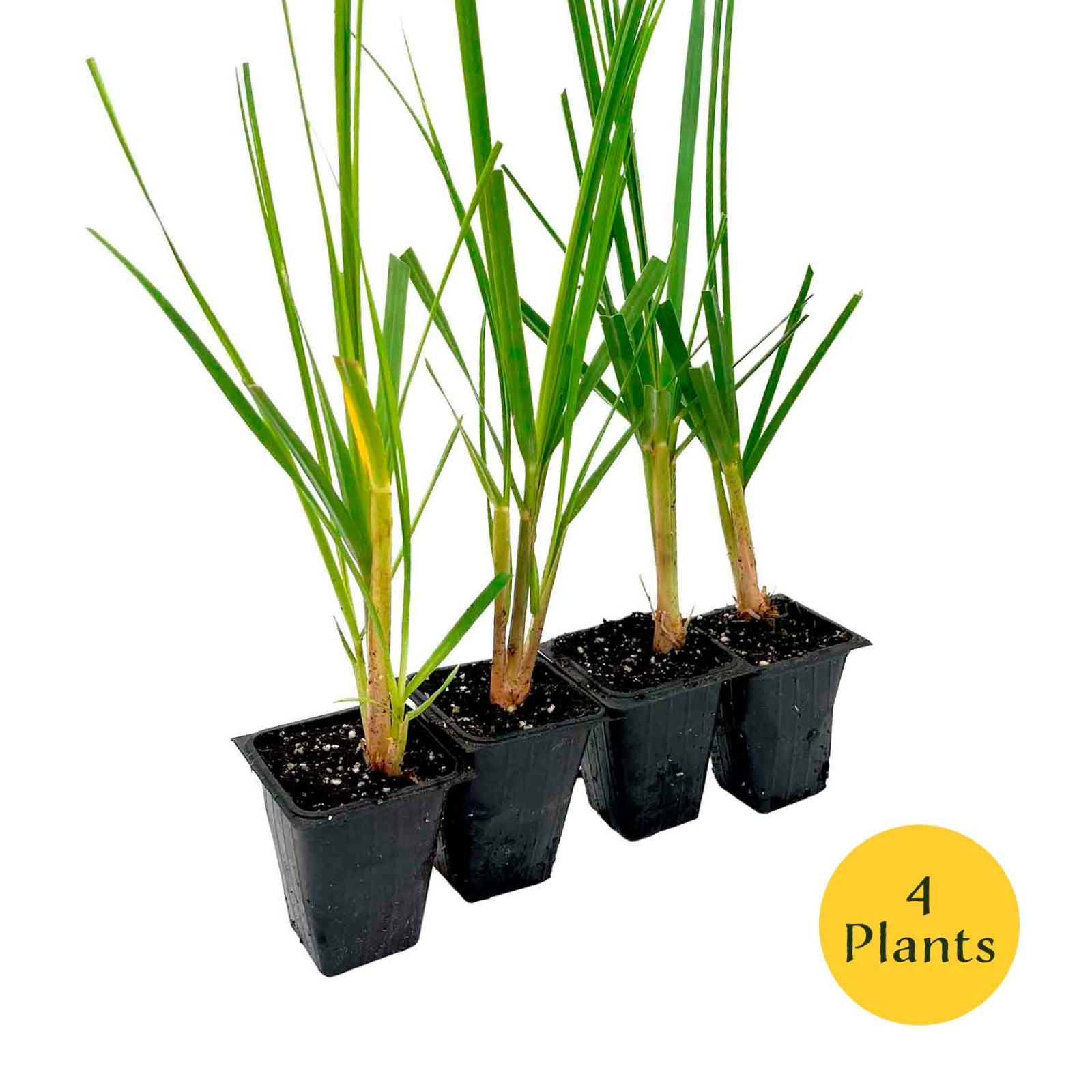 Dwarf White Pampas Grass (Cortaderia selloana ‘Pumila’) in 3.5″ Nursery Cubes