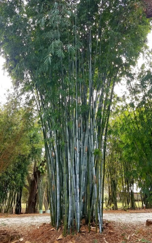 Blue Timber Clumping Bamboo Bambusa- 1 Gallon Size Plant