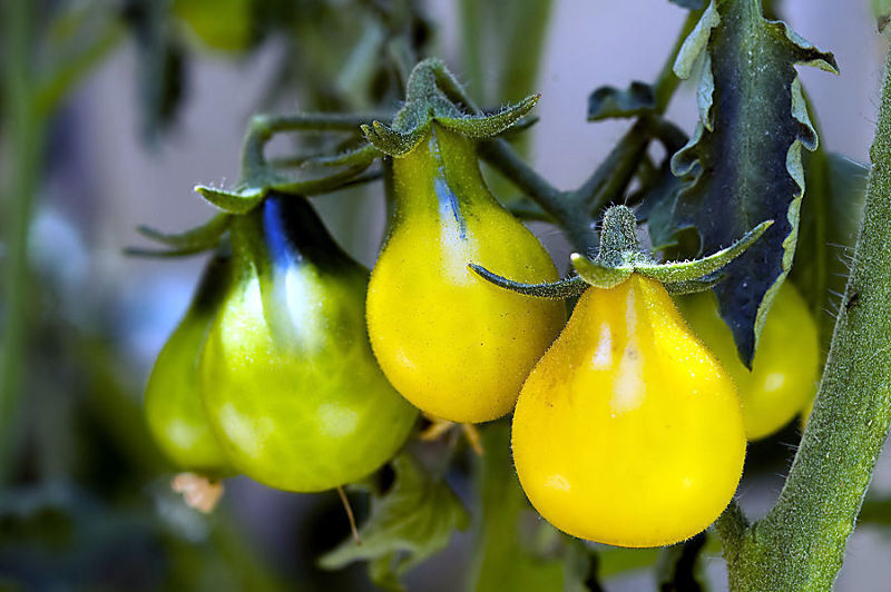 0.1 gram or 70+ Yellow Pear Tomato seeds. OG/OP. One of the first heirlooms!