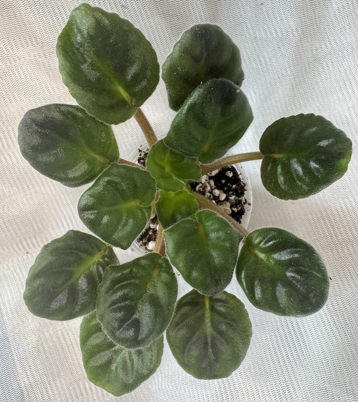 African Violet PT Yunaya pastushka /Young Shepherdess Starter