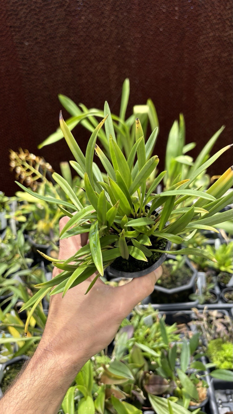 Masdevallia aff. lamprotyria XXL Fragrant Miniature Orchid Species