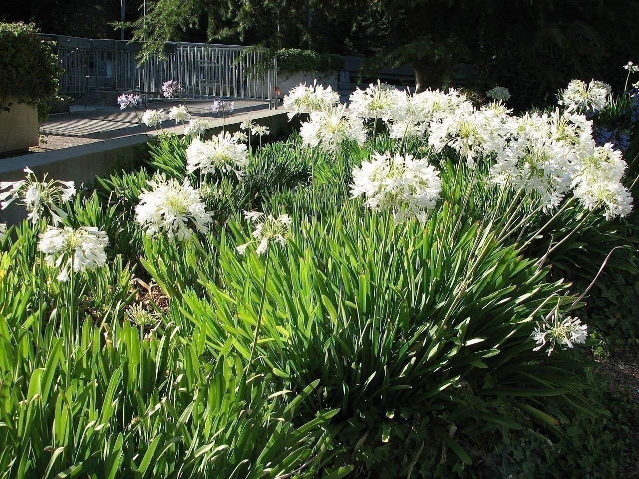 Agapanthus Getty White | 2 Inch | Agapanthus praecox | White Flowers | Borders