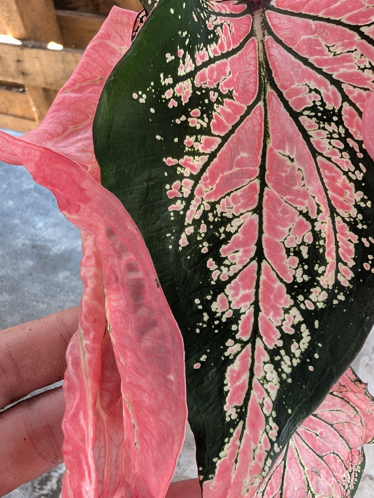 5 Thai Beauty Caladium Bulbs Big Leaves Easy To Grow Rare Arum Pink Plants Plant
