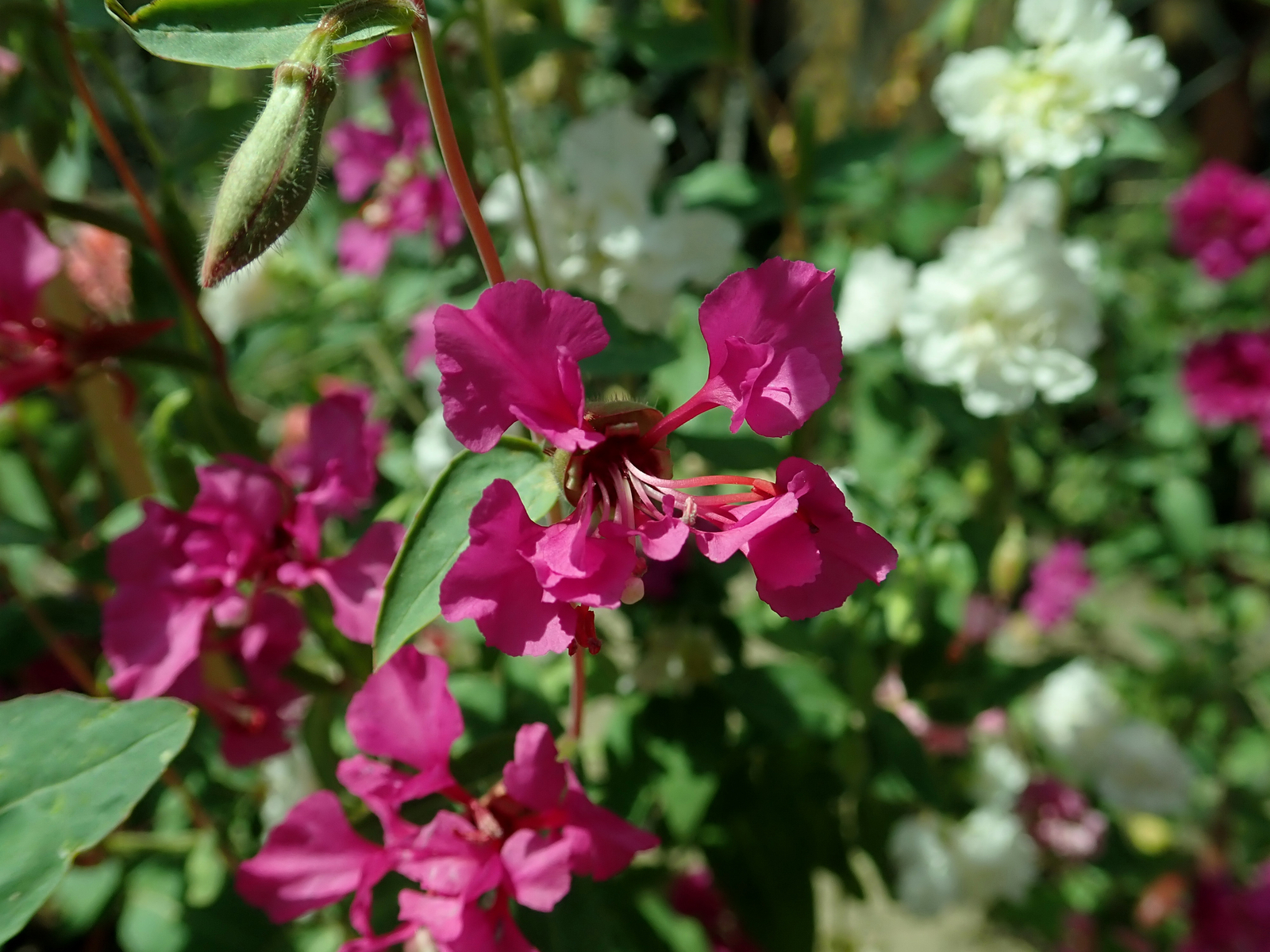 3,000 CLARKIA ELEGANS Seeds (Mountain Garland) | NON-GMO | Free shipping