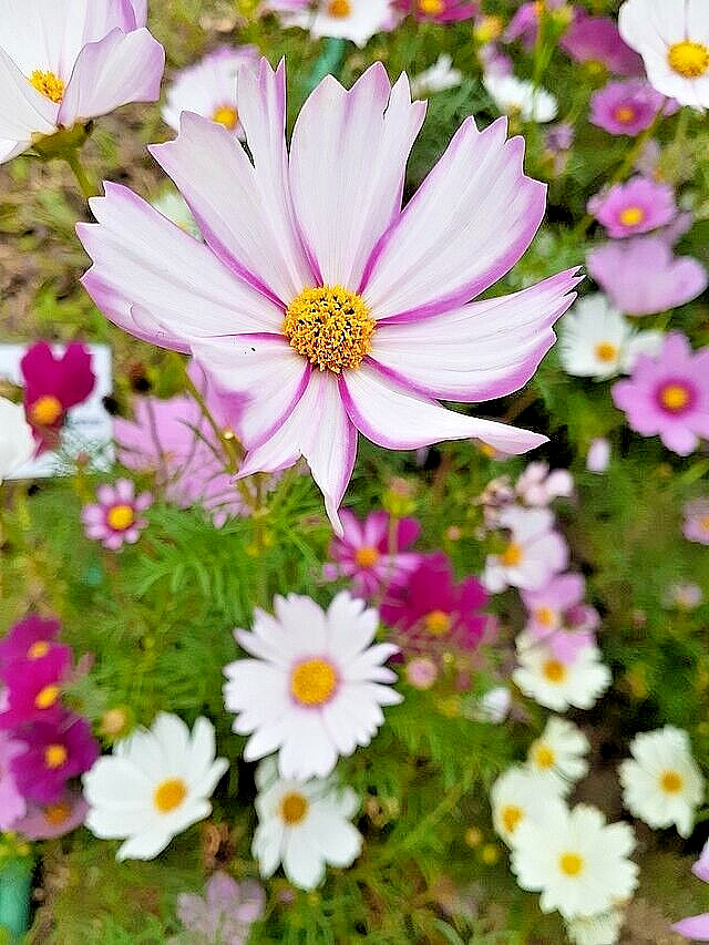 COSMOS MIX 100 SEEDS, SINGLE DOUBLE SEASHELL SULPHUR, STRIPED COSMOSE BIPINNATUS