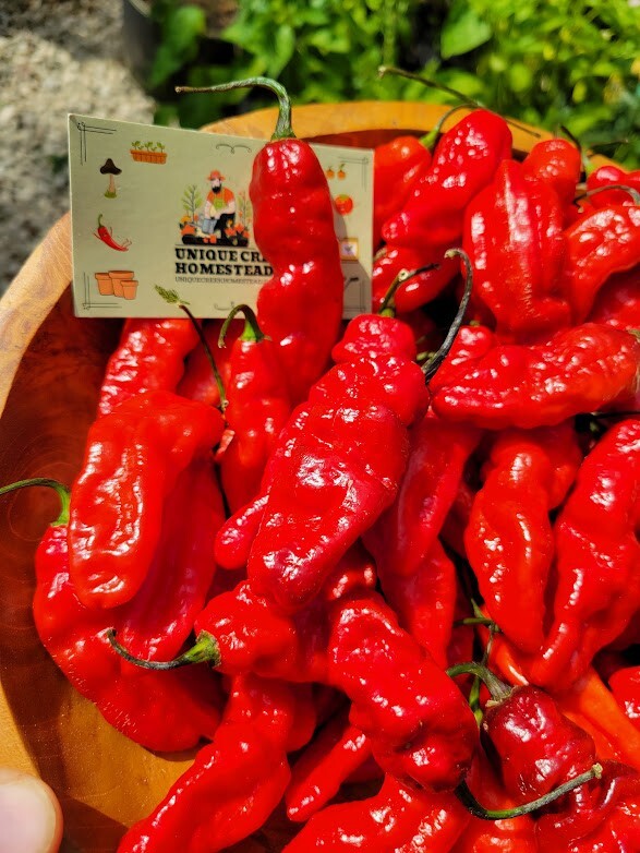 Leviathan Gnarly Scorpion Pepper 25 Seeds Red Chili Peppers 750,000+ Scoville