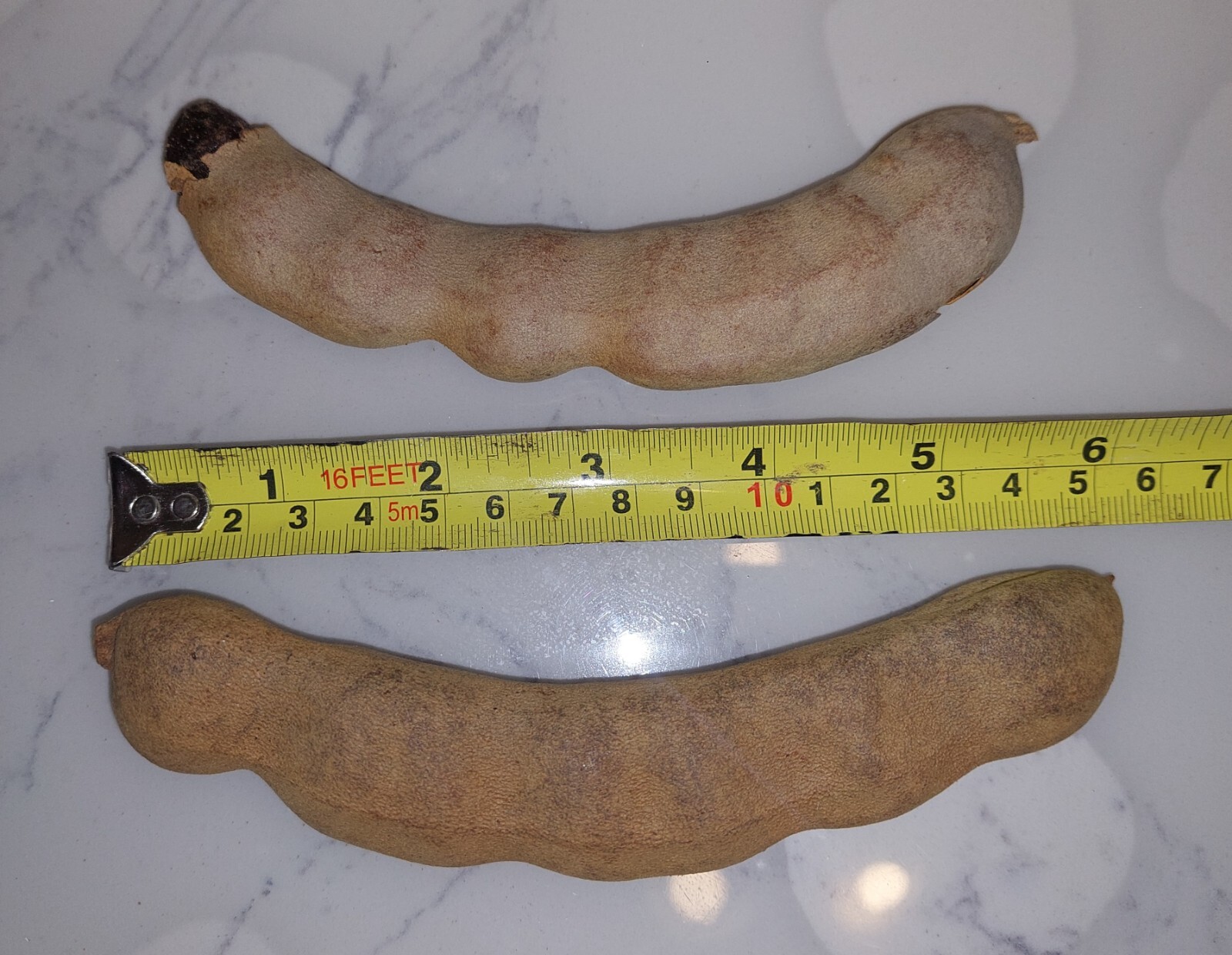 Tamarind (Tamarindus Indica) Live Fruit tree/Seedl in a Pot,About 12 Inches tall