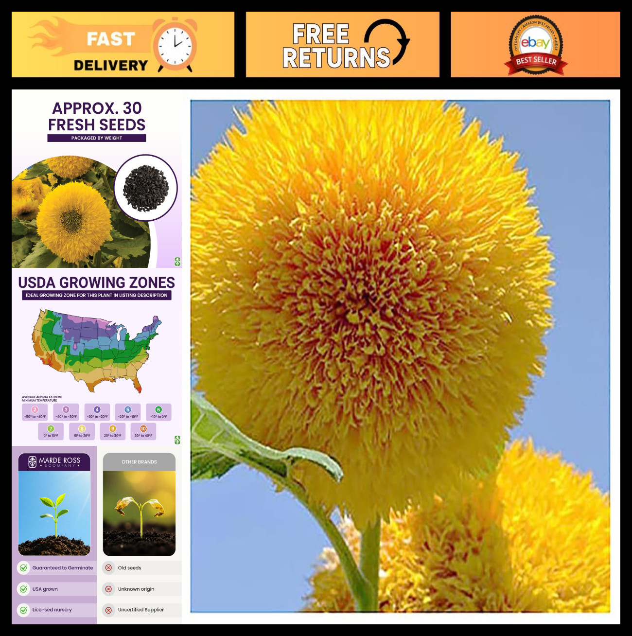 Fluffy Teddy Bear Dwarf Sunflower Seeds – 30 Pack – Grows Up to 40″ Tall