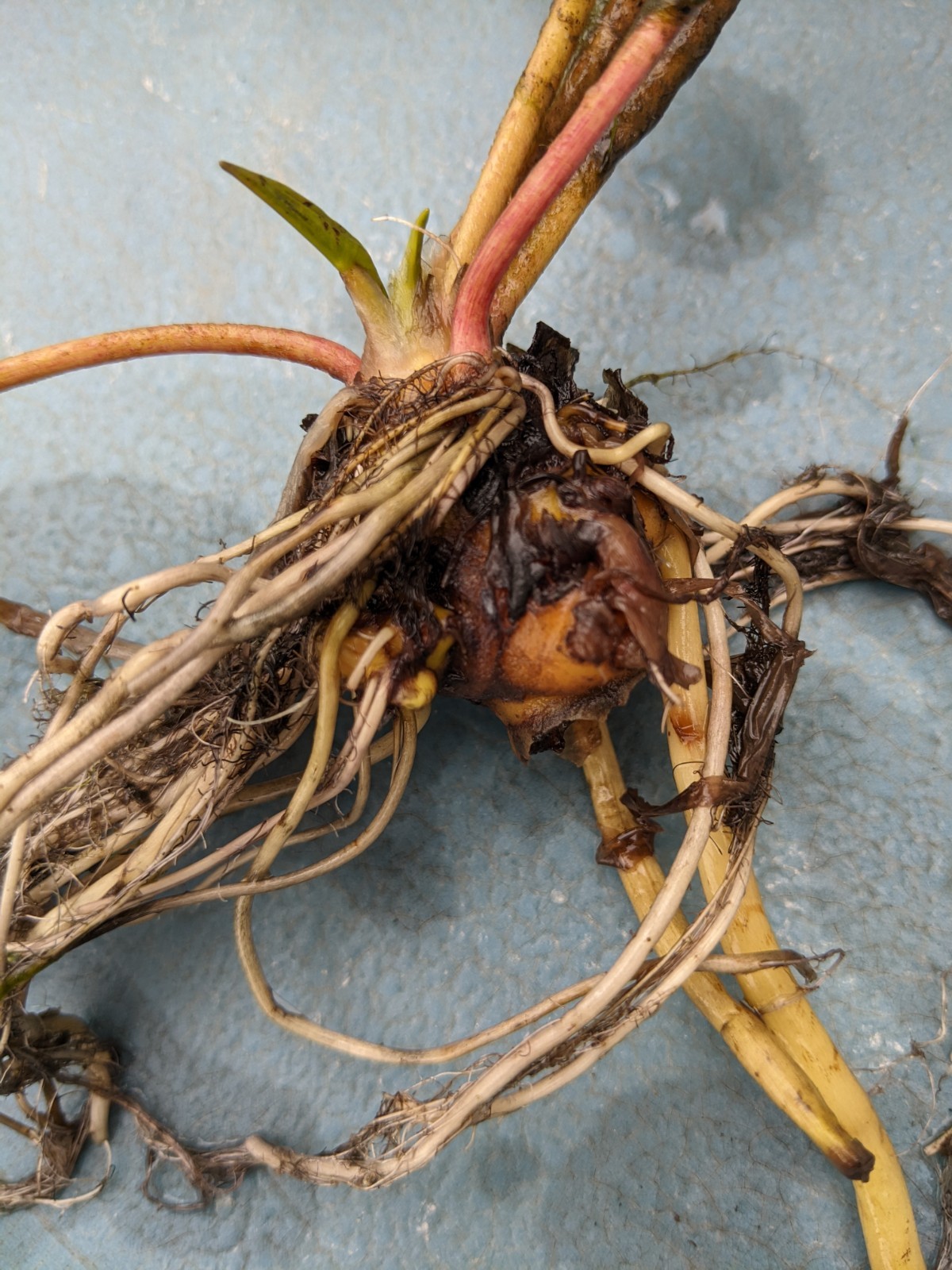 Hardy Pink + Yellow Water Lily – Rare Multicolored Bare Root Aquatic Pond Plant