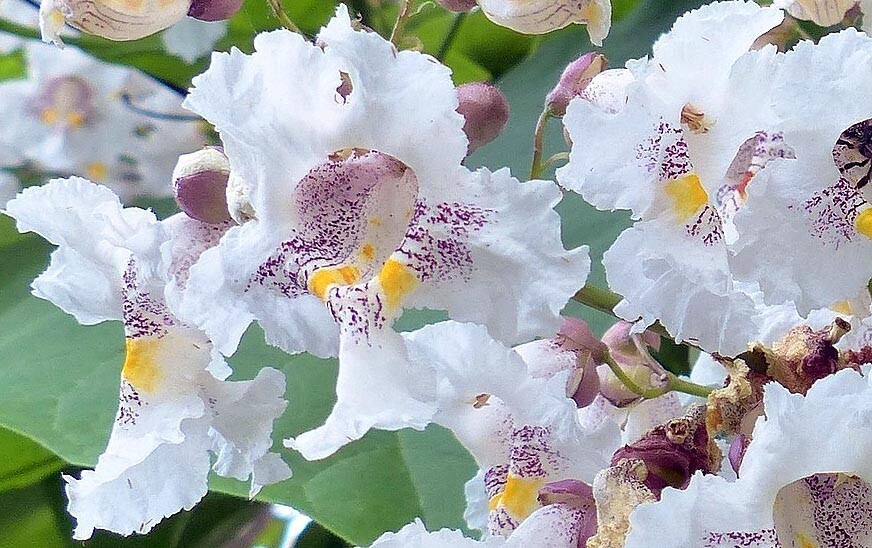 Catalpa Tree (multiple sizes with free Orange tree)