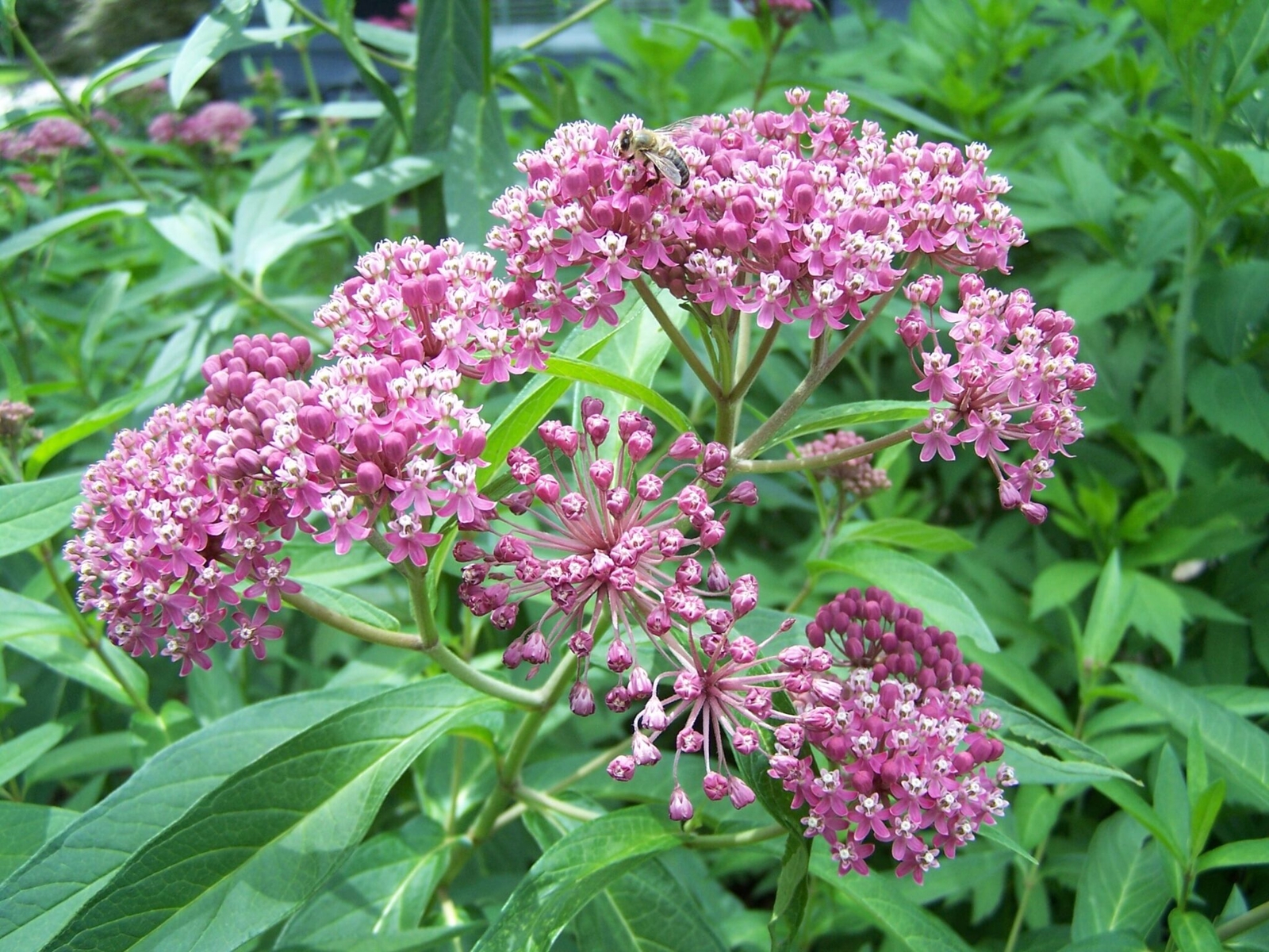 Swamp Milkweed Seeds 30+ Asclepias Incarnata PERRENIAL USA BUTTERFLIES BEES