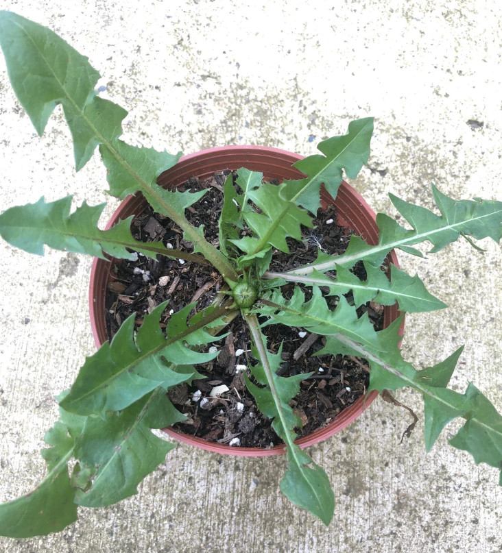 Dandelion Live Plant – 4″ Pot – Edible Medicinal Herb for Garden & Containers