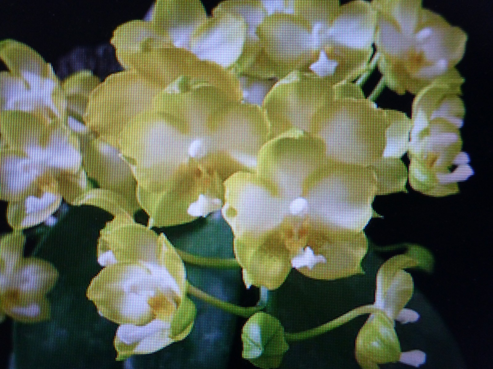 Very Fragrant Orchid Phalaenopsis Phal. KS Jadegreen ‘Sweet’ (KSM-035) In Pot