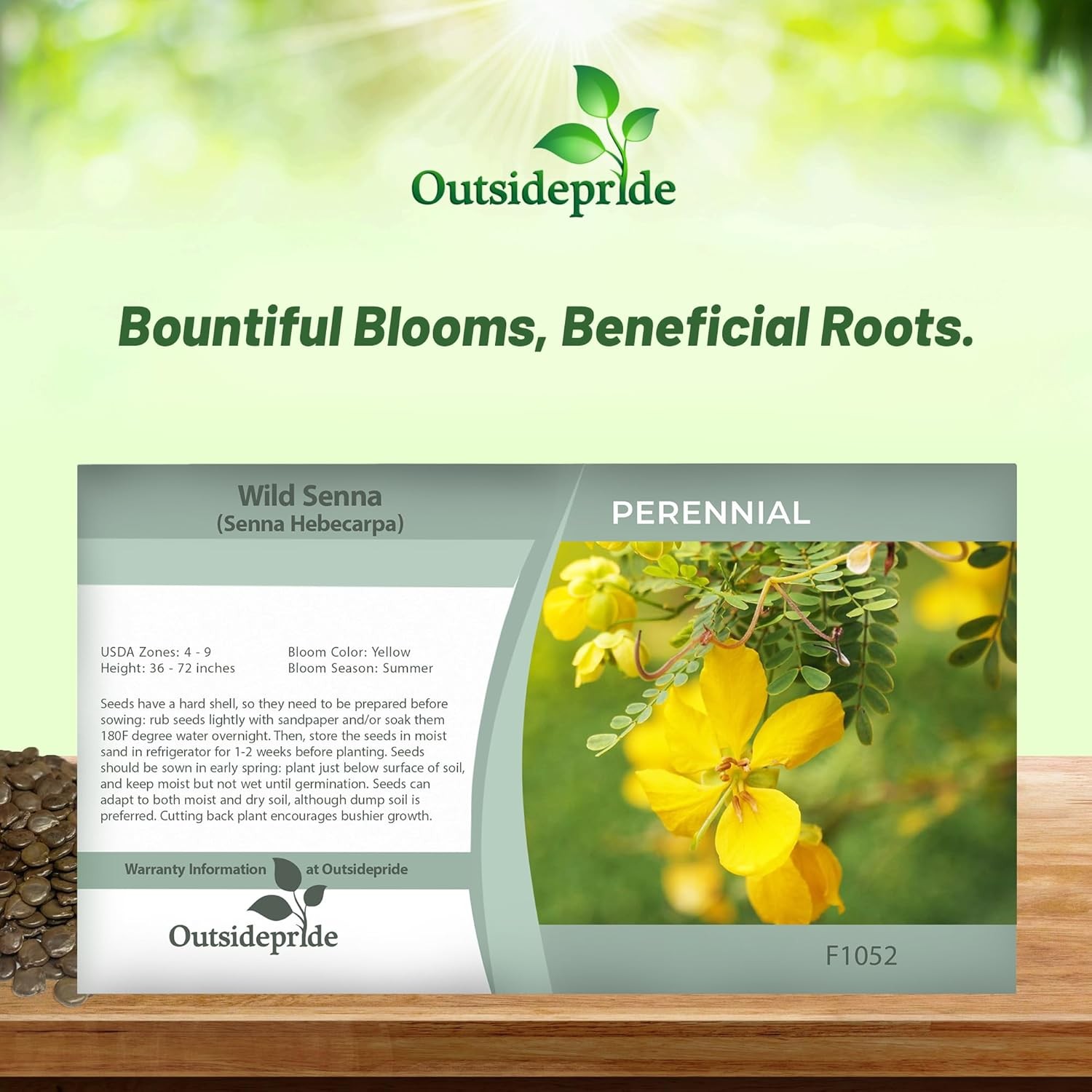 200 Seeds Wild Senna Seeds – Senna Hebecarpa