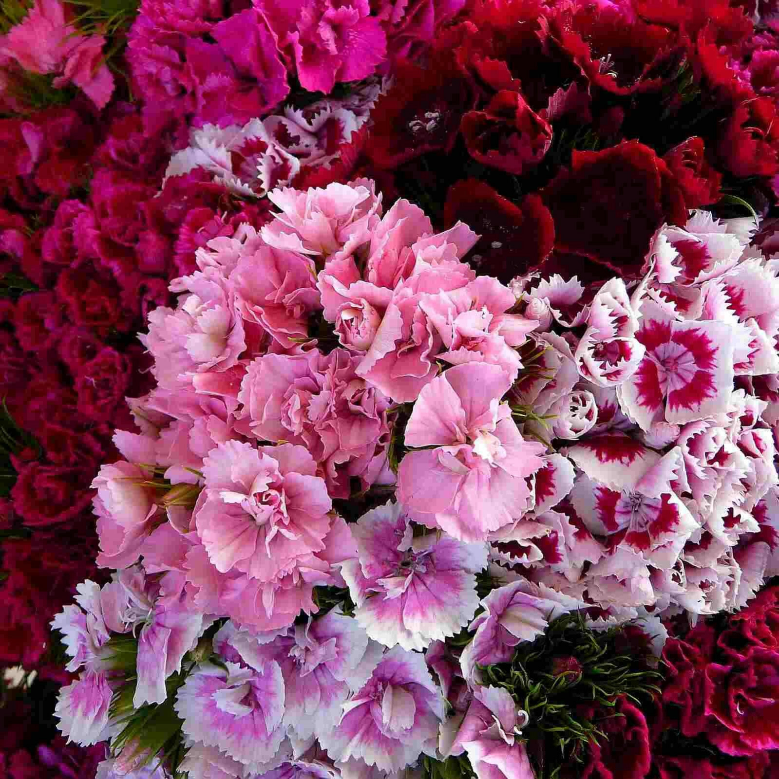 SWEET WILLIAM Dianthus Barbatus mix – 25+ SEEDS