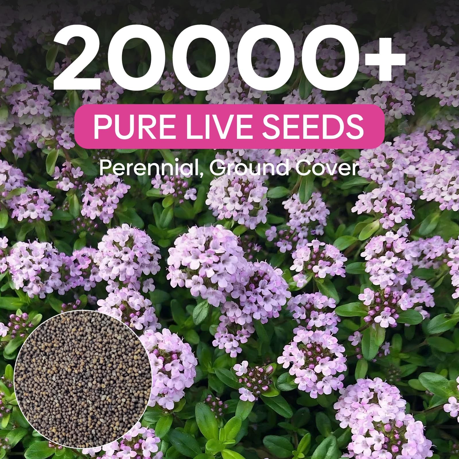 20000+ Creeping Thyme Seeds for Ground Cover, Low Maintenance Perennial Plant