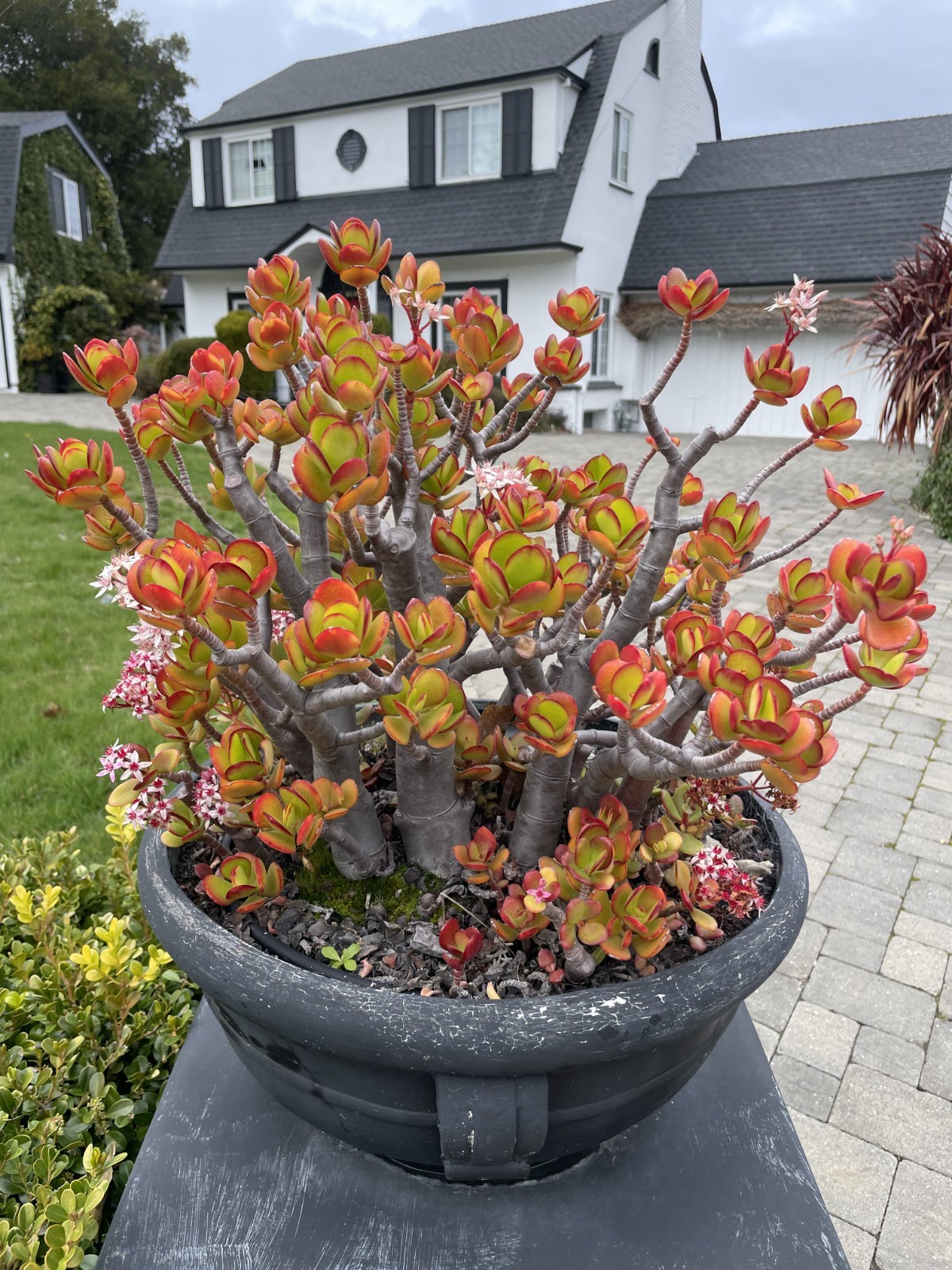 Crassula Ovata Jade Plant Rare Succulent Easy Care Live Plant 1-Cutting 2-3″