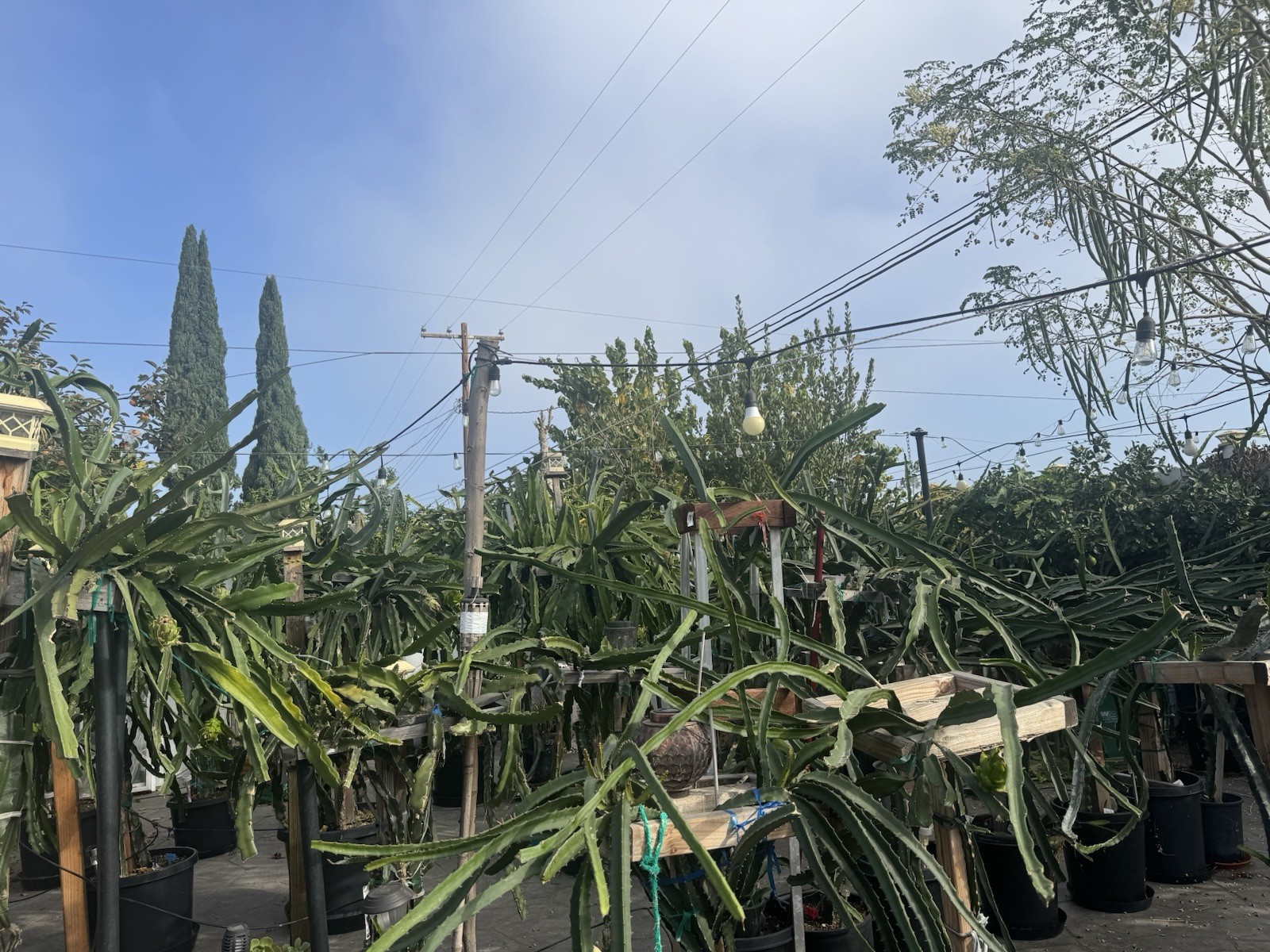Sweet, White Dragon Fruit Cutting self pollination 8 to 12 inches ￼