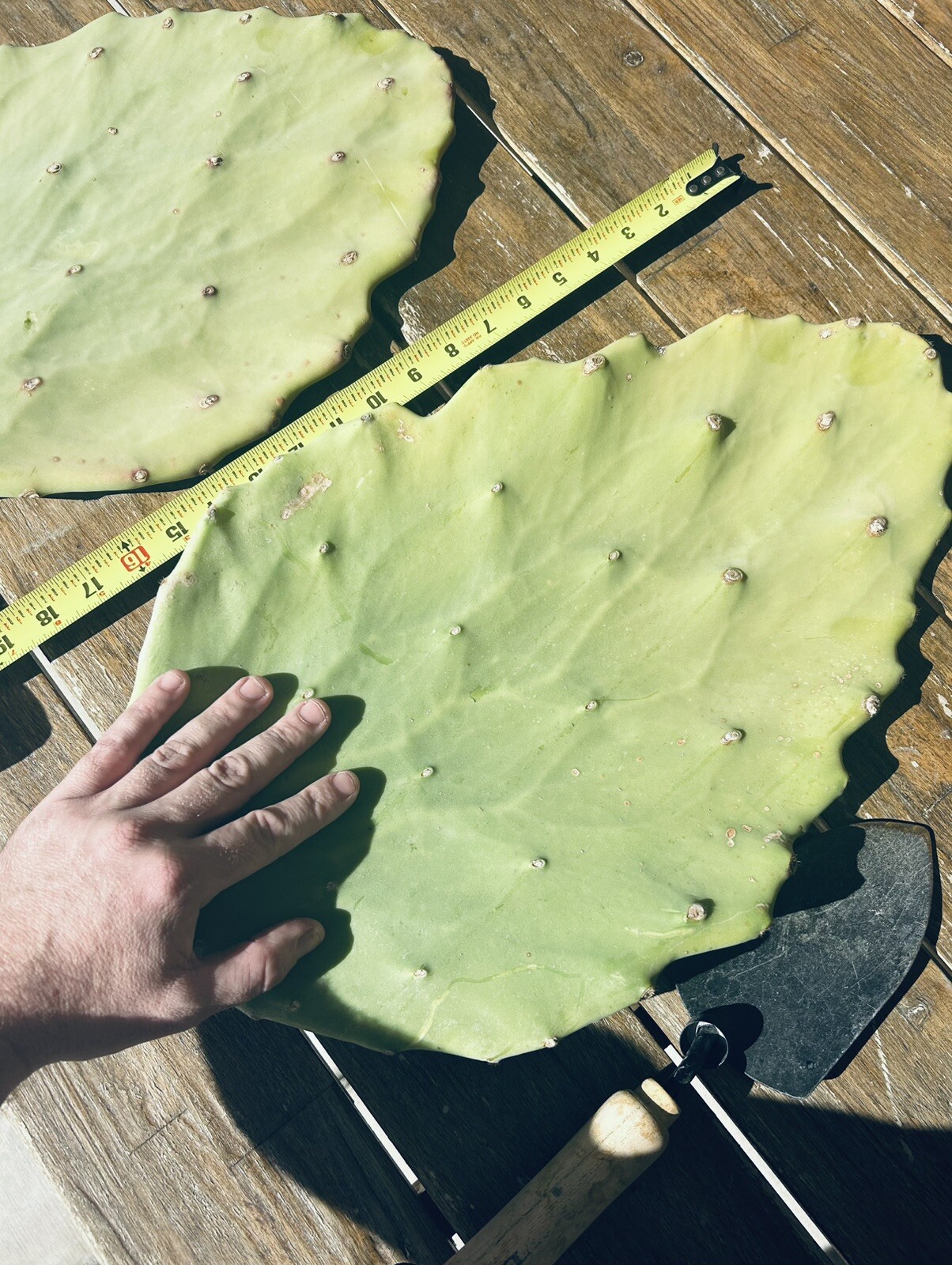 (2) 6”-10” Pads / Cuttings ~ Opuntia Gomei – Old Mexico Cactus – Pear Cactus