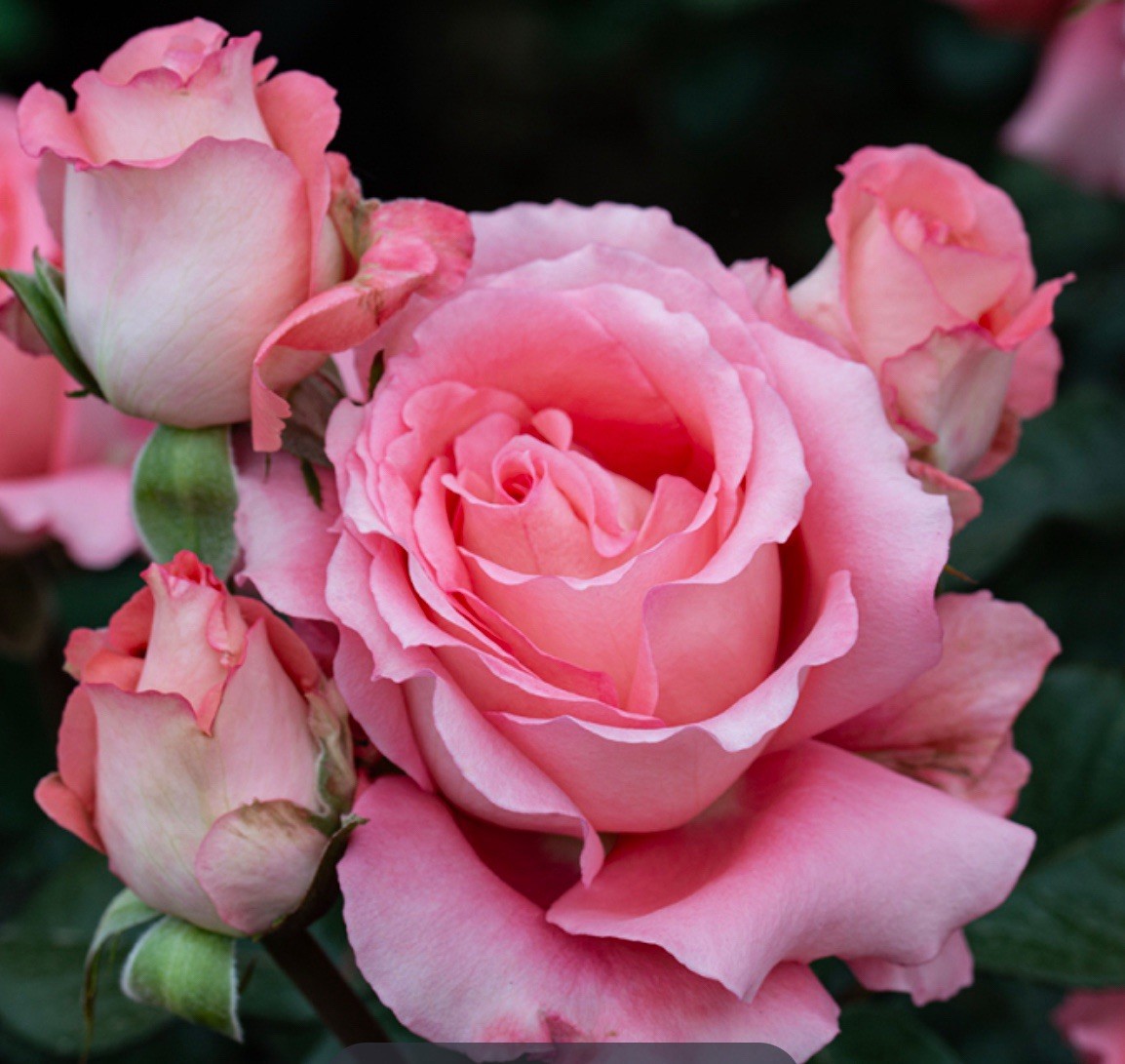 Waiheke Grandiflora Rose Bush.. Live Starter Plant