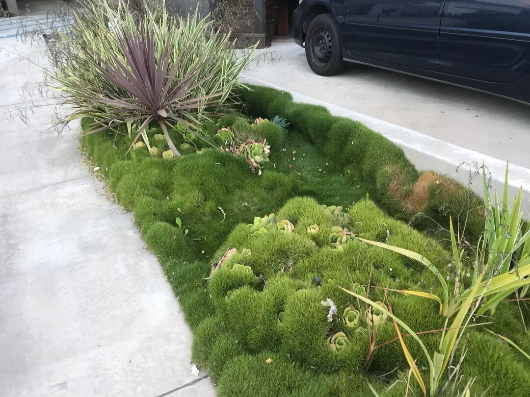 Rare Zoysia tenuifolia, Korean velvet Grass- as pictured -No Mow Grass-