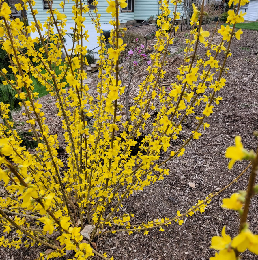 Live Forsythia Shrub – 2–3 Ft Tall – 1 Gallon Pot – Hardy Yellow Flowering Shrub