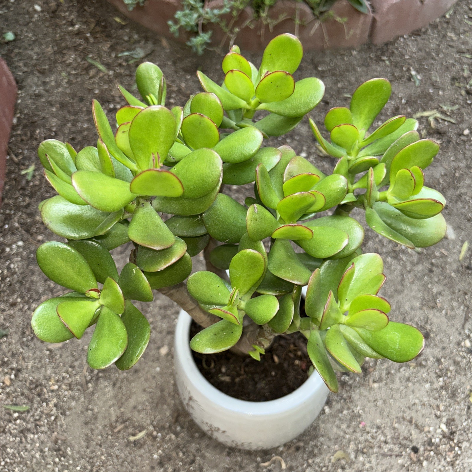 Jade Plant Crassula Ovata Money Tree 12” Tall X 10” Wide Blooms White