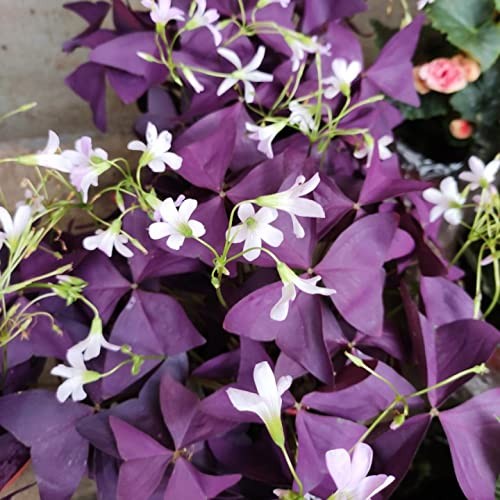 12PCS Purple Shamrocks Bulbs Good Luck Plant Oxalis