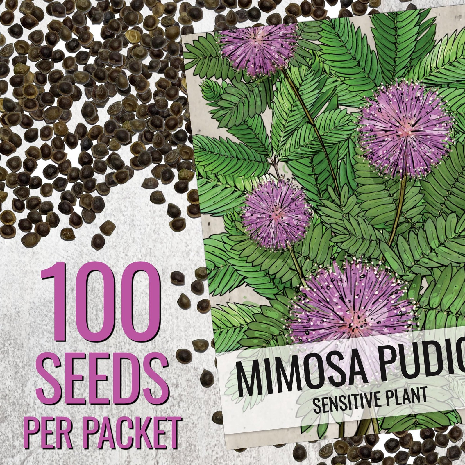 Mimosa Pudica Seeds Sensitive Plant for Garden Heirloom Annual Pink Blooms