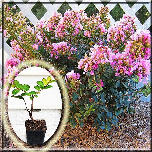 Pink Crape Myrtle Coral Magic Shrub Bush 2.5″ Pot Live Plant