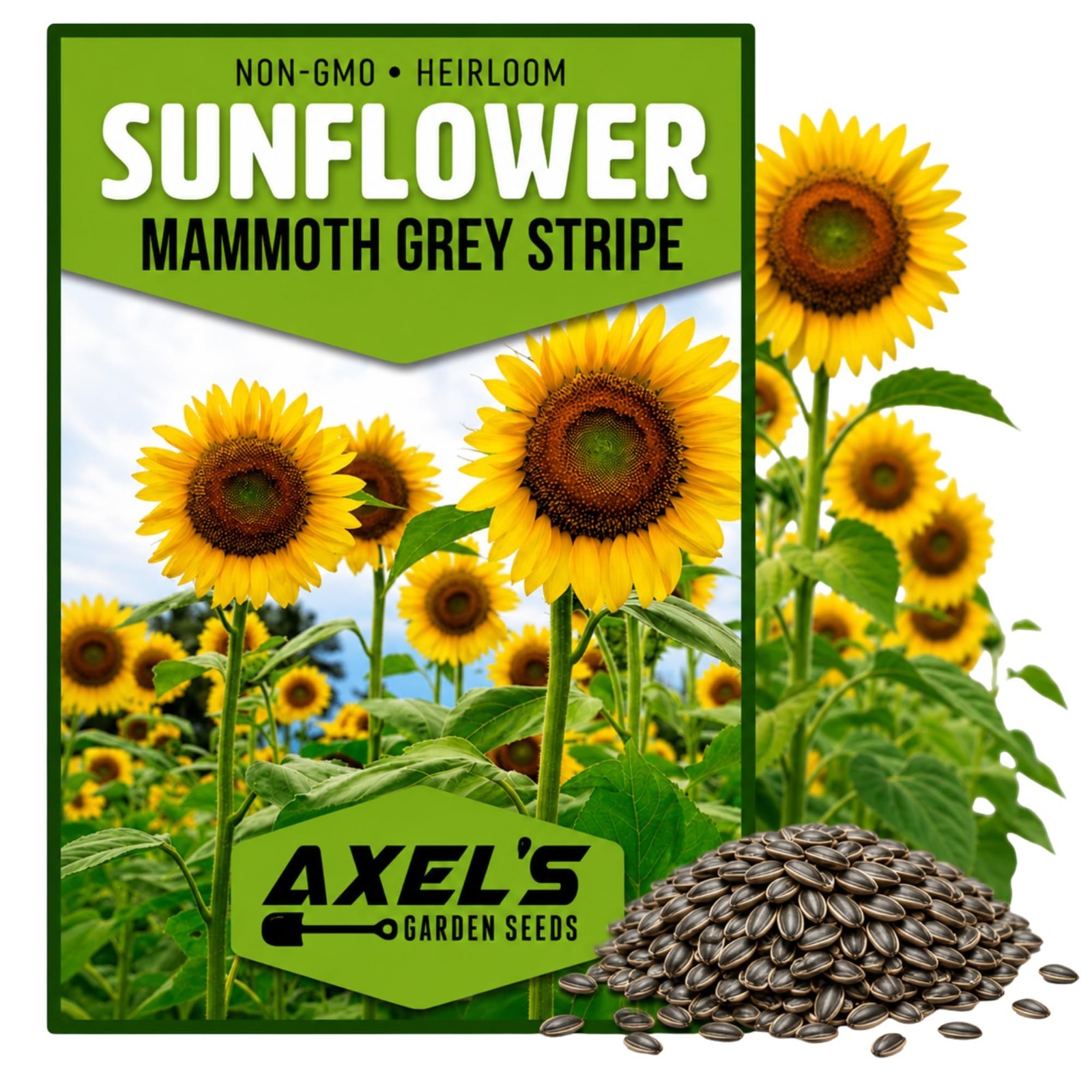 Giant Sunflower Seeds for Planting – 50 Non-GMO Heirloom Seeds with Instructions