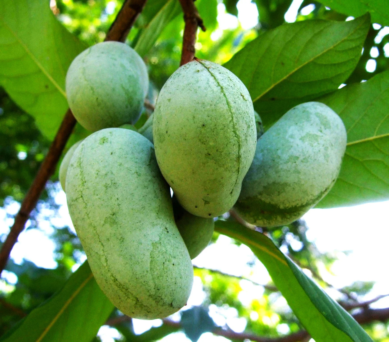 Paw Paw Tree Seeds – For 2026 Planting Asimina Triloba North American Custard