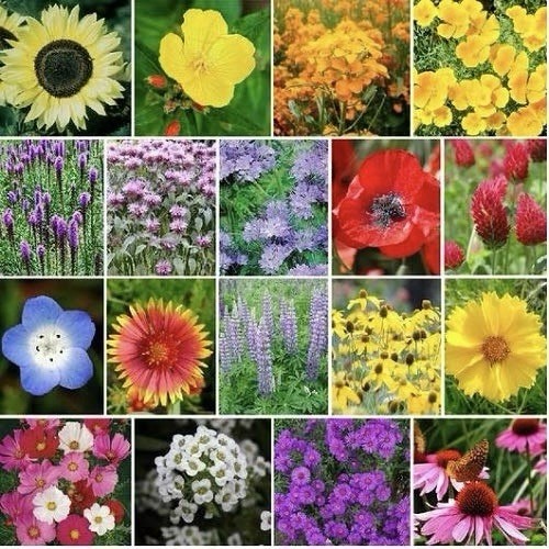250 The Bees Knees Seeds – Pollinator Wildflower Seed Mix Pollinators Non-GMO US