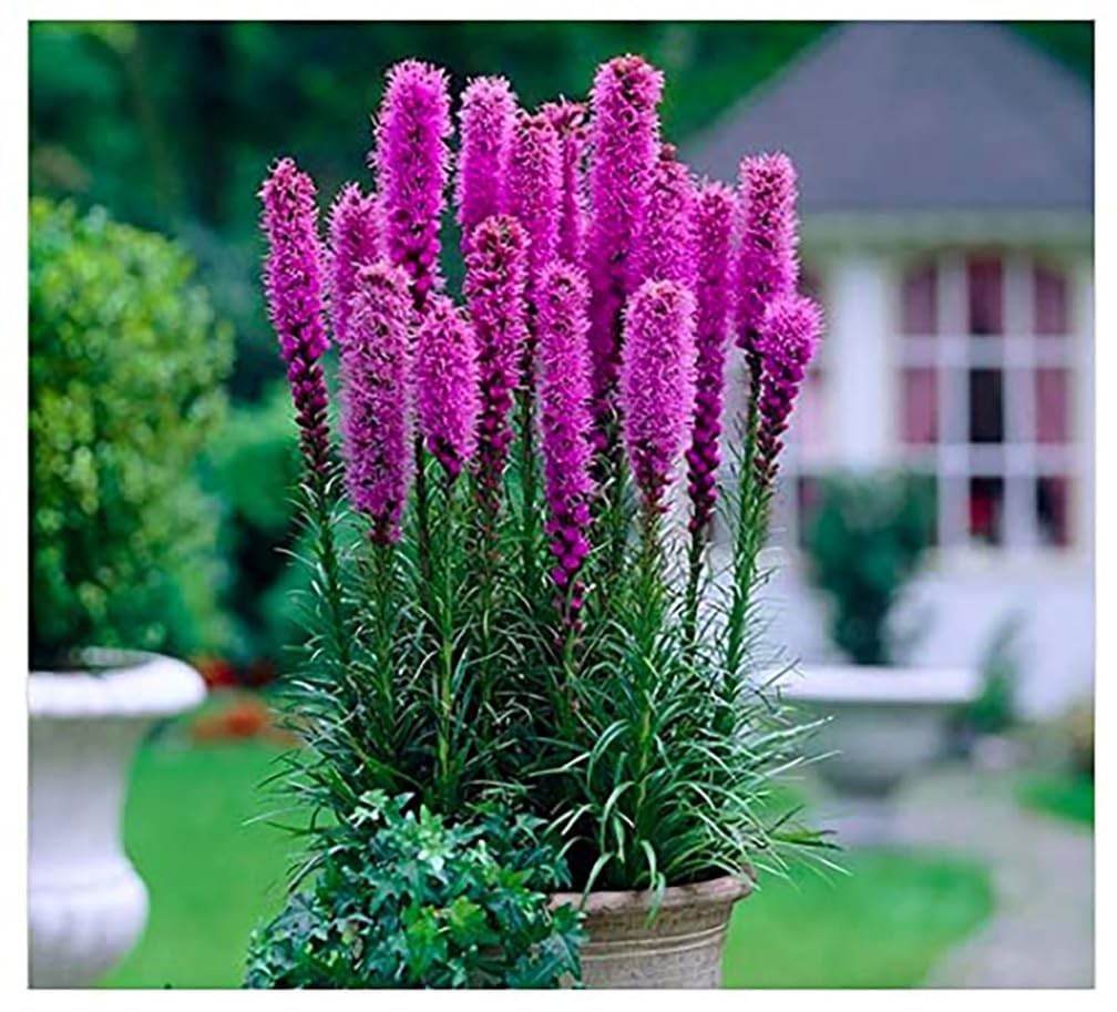 Purple Blazing Star Liatris Spicata Flower Bulbs – 5 Pack Perennial Gayfeather
