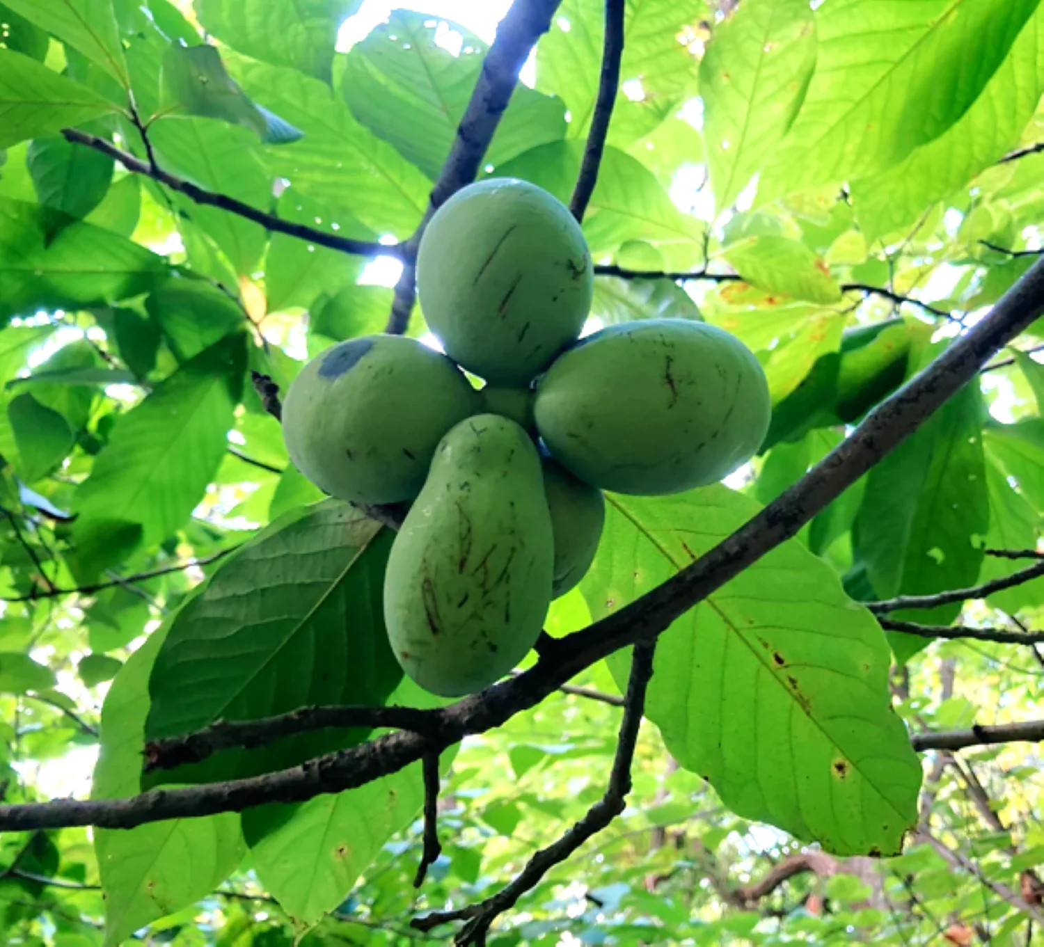 Paw Paw Tree Seeds – For 2026 Planting Asimina Triloba North American Custard