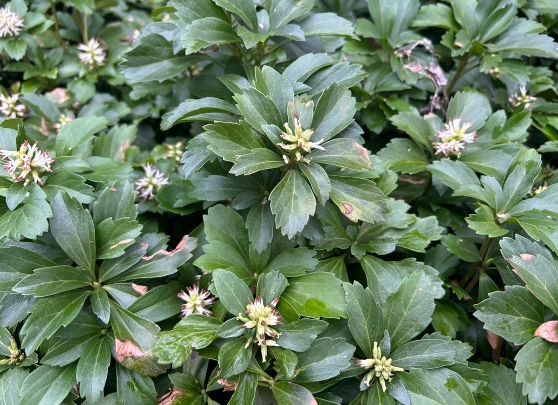12-Pachysandra Plants ( Established Plants ) – # 1 Ground Cover – FREE SHIPPING
