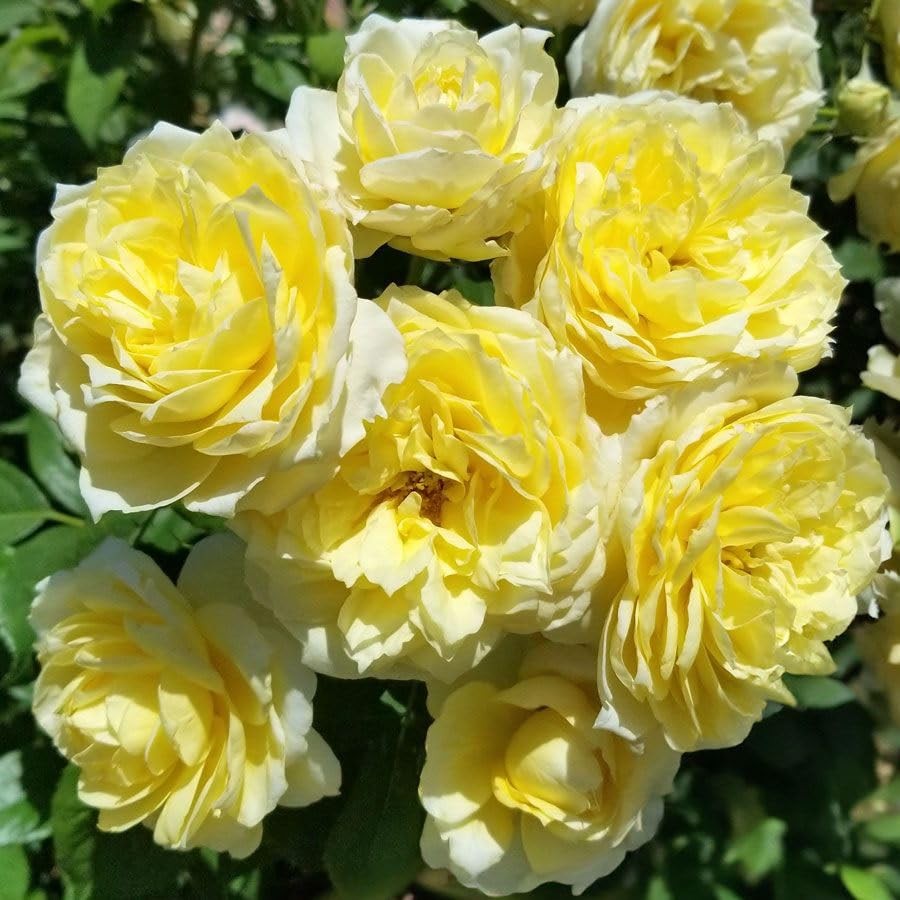 Carpet Creeping 305 Climbing Rose Rosa Seeds For Planting Outdoors-Strong