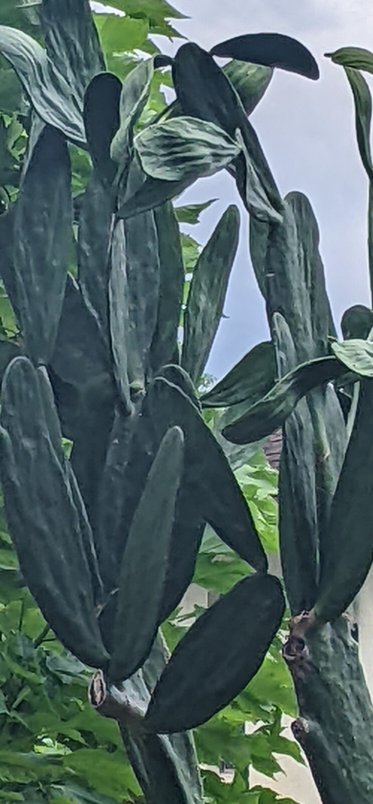 Spineless Thornless Edible, Prickly Pear Cactus, Pad Leaf Cuttings
