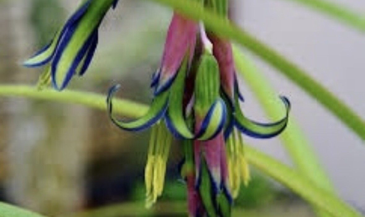 Billbergia Nutans- QueensTears- Bromeliads Friendship Plant Three Rooted Plants