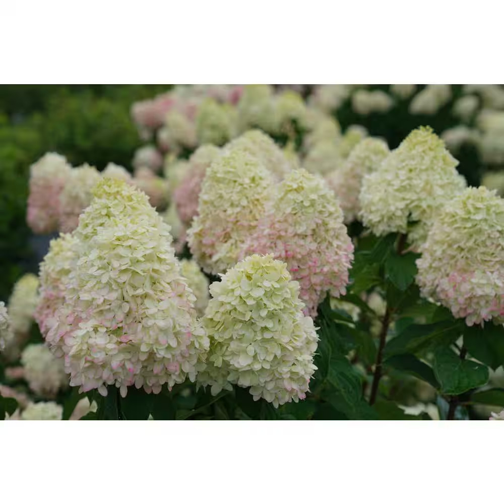 2 Gal. Limelight Prime Hydrangea Live Flowering Shrub Plant ; Green Flowers Age