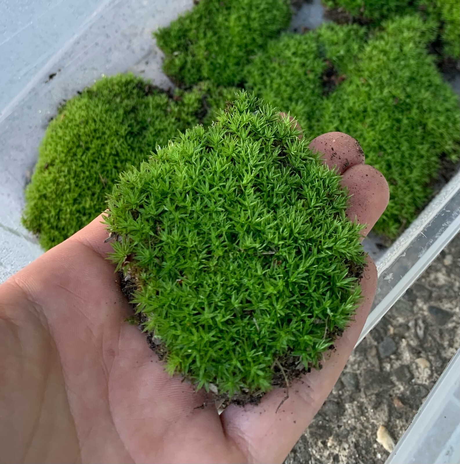 Live Moss -Top 3 Favorites Mix -FEATHER -SMALL STAR -GEM THYME Terrarium 48″ sq.