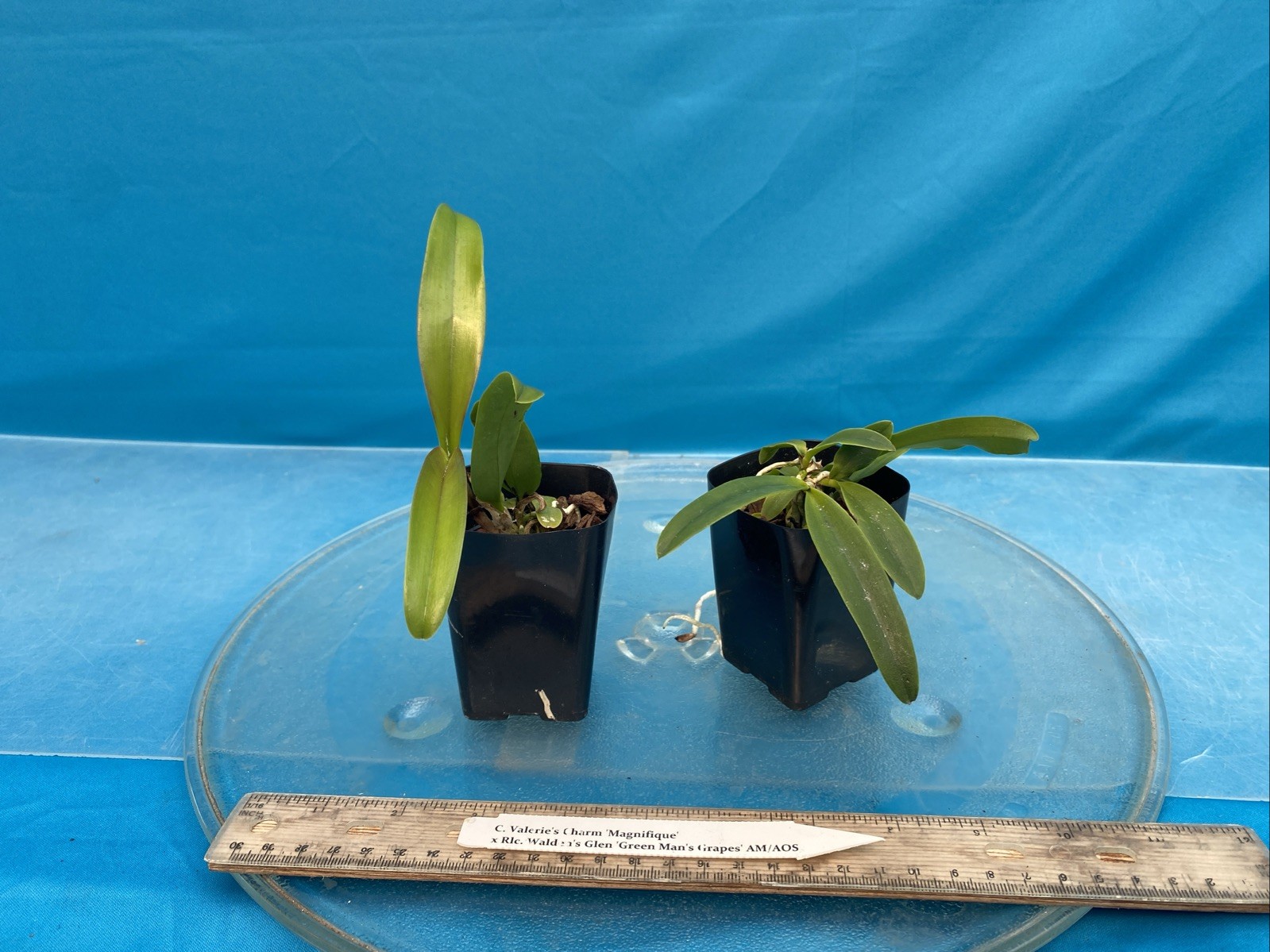 Cattleya Valerie’s Charm X Walden’s Glen Red Purple Orchid Eros Hybrid 2” Pot