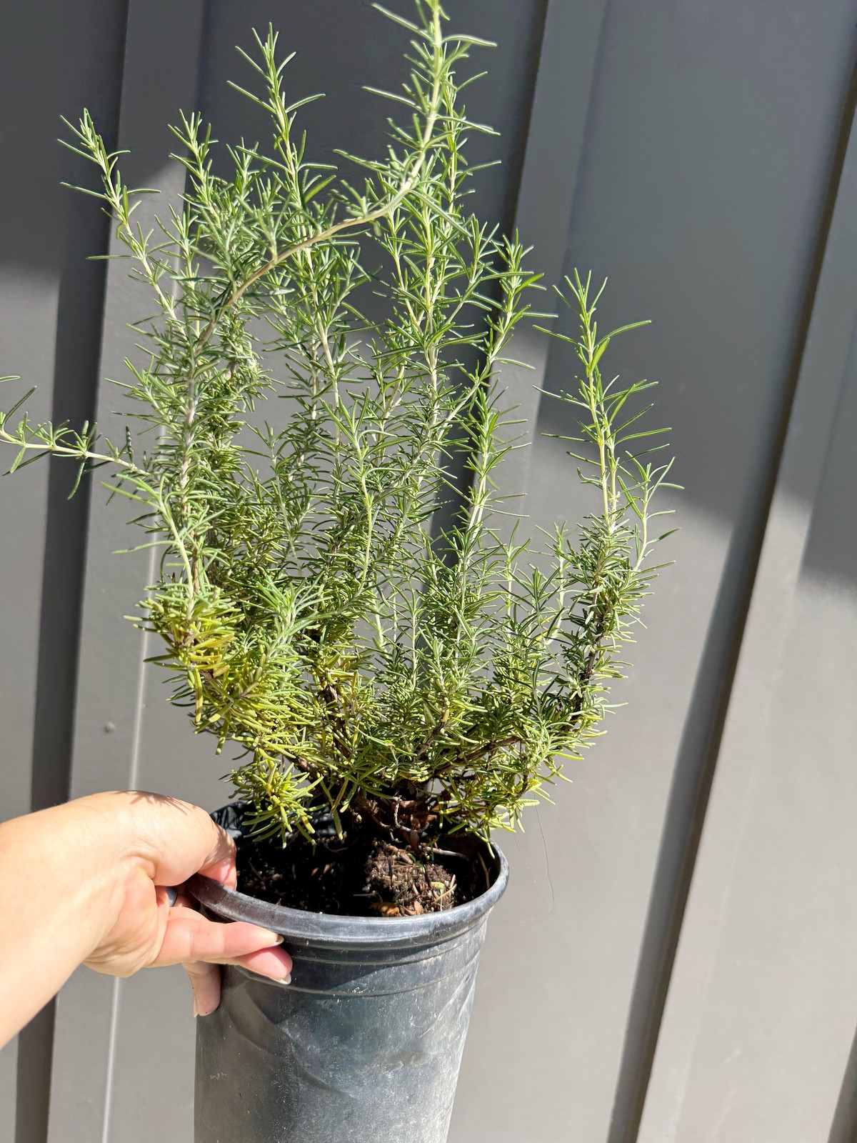 Rosemary Plant, 1 Gallon Pot, Fragrant Culinary Herb, Edible Herb Garden Plant